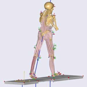 3D model of skeleton